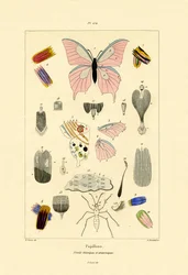 Fjärilar, 1833-39